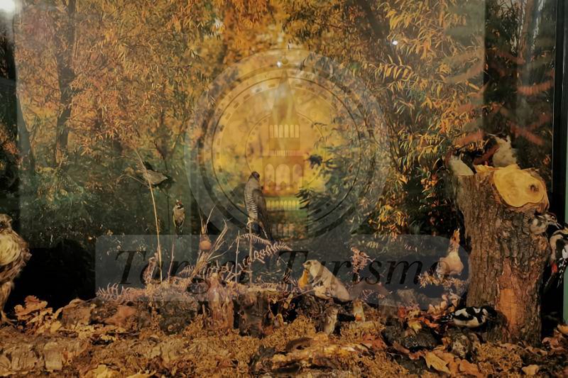 Museo di Storia Naturale