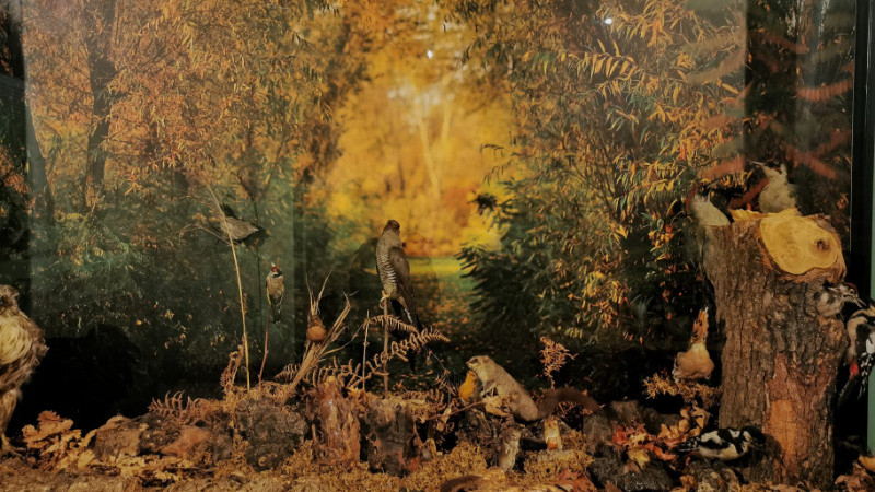 Museo di Storia Naturale