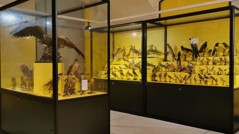 Museo di Storia Naturale