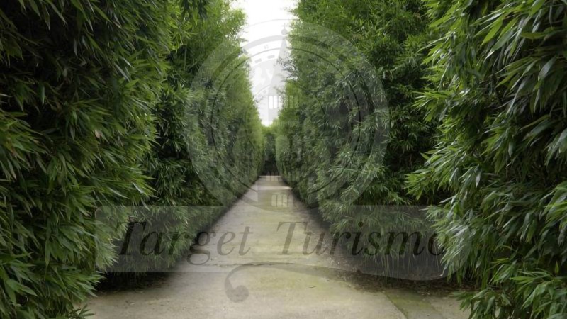 IL LABIRINTO DELLA MASONE